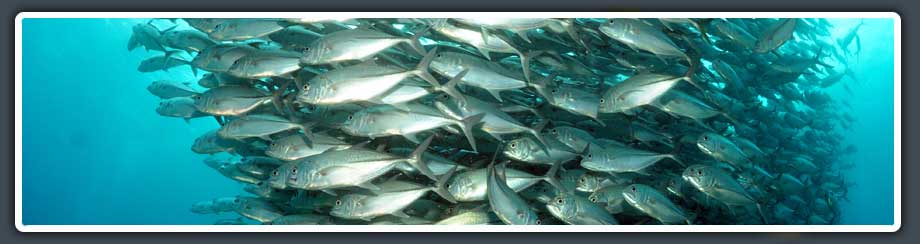 schooling fish in moalboal