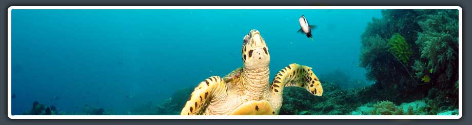 turtle on a reed in moalboal