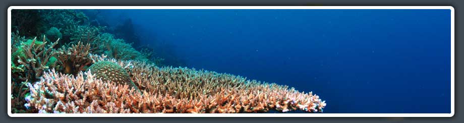 table coral on a fringing reef in moalboal